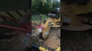 Morning Stump - Fiber Diet Before Breakfast #stumpgrinding  #morningmotivation #Groundzerostumps