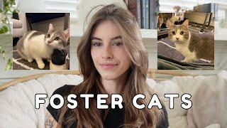 A Week With Foster Cats | BTS Of Fostering | Eva Cudmore Vlog