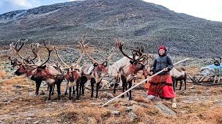 Оленеводы-горцы из рода Ного | Ясавэй. Кочевник ХХI века