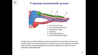 Лекция: Острый холангит и биллиарный сепсис