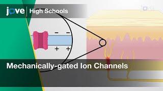 Mechanically-gated Ion Channels | Cell Bio | Video Textbooks - Preview