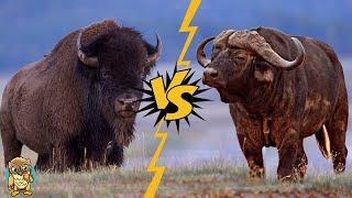 Bisons vs Buffaloes: What's the REAL Difference? (2024)