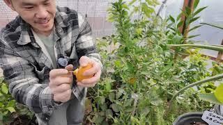 First Timer Owari Satsuma Mandarin Citrus Taste Test! Zone 7 Amarillo TX