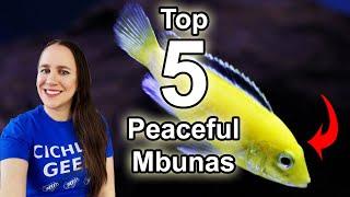 Top 5 Peaceful Mbunas - African Cichlids for Beginners