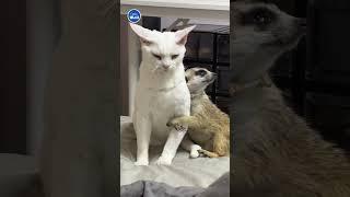Affectionate meerkat hugs cat