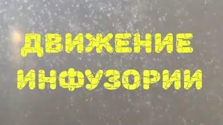 Движение инфузории туфельки