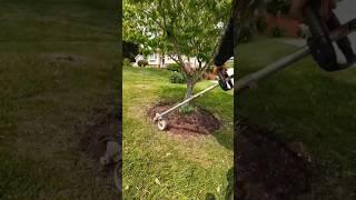 Echo E-Force dpas 2600 with the bed edger attachment