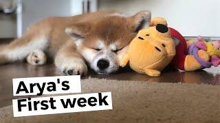 Akita Inu Puppy First Week in New Home