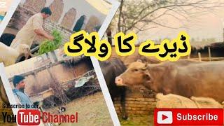 Pakistani village Life vlogs| My village Life vlog| Pakistani vlogs