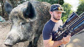 Our Pet HOG Is DANGEROUS He Had To Go {Catch Clean Cook}