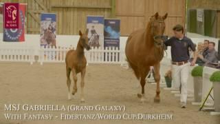 Mount St John Equestrian - Open Day 2016