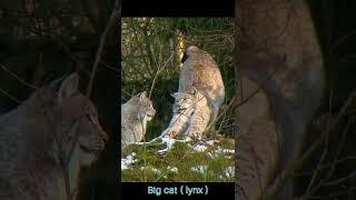 Big cat lynx #bigcat