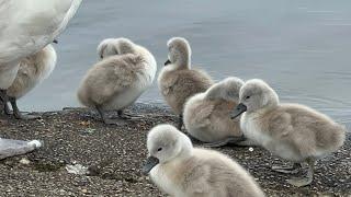 Swan Pair Bring Their Cygnets On Land, Cob Attack Geese Family! Back To Foraging (Miles & May)