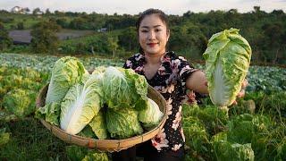 '' Napa cabbage '' Yummy Kim chi cooking with country style - Countryside Life TV