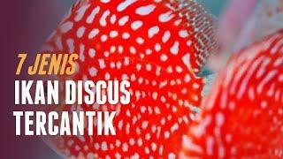 7 Jenis Ikan Discus Tercantik dan Harganya