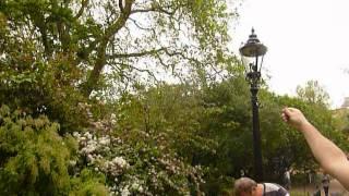 Hand Feeding a Jay Bird in St James's Park London