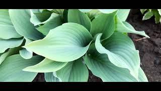 #хоста #КроссаРегал / Хоста гибридная Кросса Регал(лат.hosta Krossa Regal). Ваза на голубых ножках.