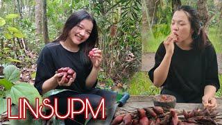 Suku Dayak || Panen Salak Hutan Kalimantan, Buah Khas Buruan Para Gadis Dayak