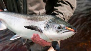 Fly Fishing For Atlantic Salmon, River Finn - One Of Ireland's Finest Rivers