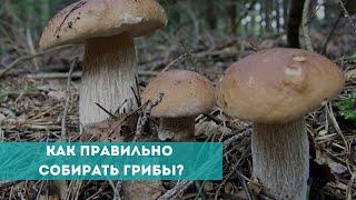 Как правильно собирать грибы?