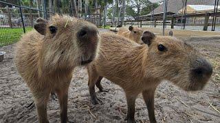 Ep. 16 of Our Animal EDventure Live! Come Meet the Capybaras! Book Your Tour at AnimalEDventures.com