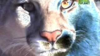 Nature's Perfect Predators- Mountain Lion