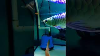 Greatest asian golden arowana fly in fresh water #shorts #arowana #aquarium #fish #feeding #relax