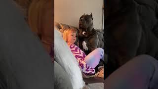 Cane Corso and his kid hug it out 