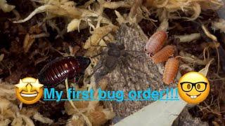 Bugs in my mail and enclosure build!!