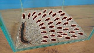 What if a hungry Scolopendra sees 1000 cockroaches at once?