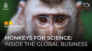 Monkey Business: The Transnational World of Primate Testing | 101 East Documentary