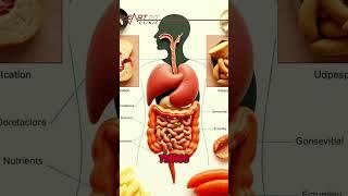 Gut Health: The Secret to a Healthy Heart?