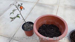 這棵瘦幼的番茄換大盆了，一個月後竟然有這些變化. 一個小改變，提高番茄產量. change the pot of tomato, produce alot more tomatoes