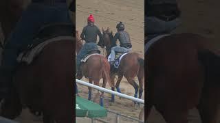 National Treasure walking at Belmont on 6/7/23