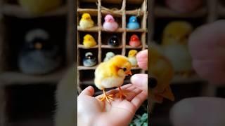 Cute colorful baby chicks #adorable #birds