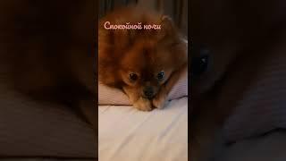 спокойной ночи️️️ #боня #лола
