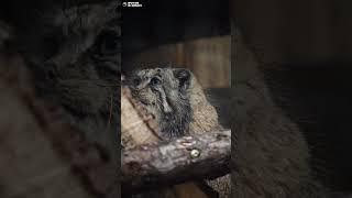 Манул Намика посмотрела на гостей и ушла. Ленинградский зоопарк