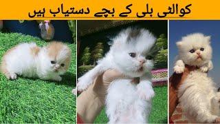 persian kitten for sale || Cats for sale in Pakistan || Persian kittens for sale in Pakistan