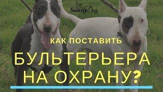 Как поставить бультерьера охрану?