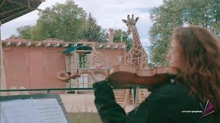 See How Denver Zoo’s Giraffes React to LIVE Music from the Colorado Symphony