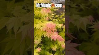 Acer palmatum 'Orange Dream' Japanese Maple Sub  MrMaple Show & Shop MrMaple.com #japanesemaple