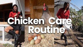 Backyard chickens care routine