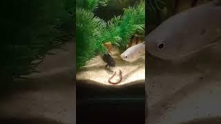 Watch oscar fish timing live earthworm to eat