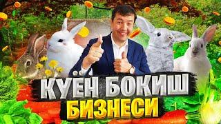 КУЁН БОКИШ БИЗНЕСИ ШАЛПОН КУЛОКЛАР