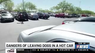 “It can kill them very, very fast”: The dangers of leaving dogs in a hot car