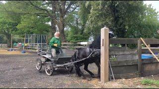 Rearing, Pawing and Dangerous Lunging Forward When Asked to Stand