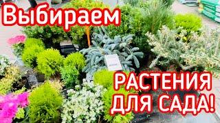 ВЫБИРАЕМ РАСТЕНИЯ ДЛЯ САДА. ОБИ - ВСЕ ДЛЯ ДАЧИ!