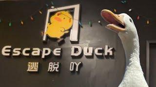 I took my duck to an Escape Room 