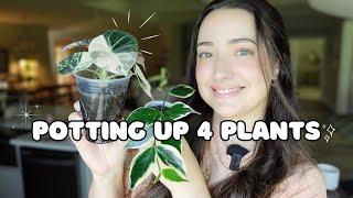 Pot Up 4 Plants With Me! | Hoyas, Maranta & Alocasia 