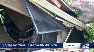 Huge tree falls on Cape Coral home during Hurricane Milton